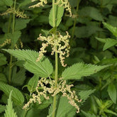 Nettles (Urtica dioica)